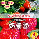 【ふるさと納税】【朝採りの香り豊かな新鮮完熟いちご】甘みと酸味のバランスのとれた 南さんちの大阪苺(4パック)【配送不可地域：離島・北海道・沖縄県】【1274628】