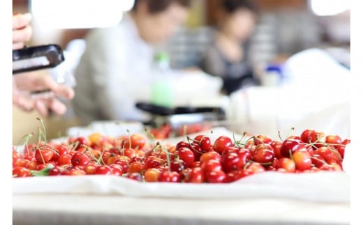 【2026年発送】山形と言えばさくらんぼ！紅秀峰 約350g×2P (L～2L)