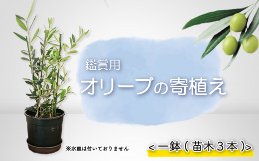 
【価格改定予定】オリーブ 苗木 寄植え オリーブの木 一鉢 苗木3本 植物 鉢植え インテリア
