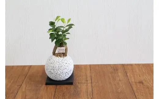 S060-082A_エコ・ポチ スフィア 白 ガジュマル 観葉植物　/白 ガジュマル 観葉植物