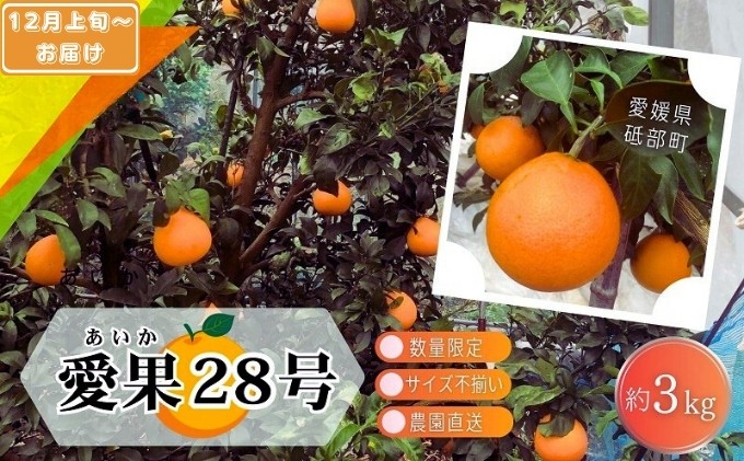 
            【先行予約 数量限定】訳あり 愛果28号 サイズ不揃い 約3kg 約15玉前後 12月上旬頃から順次＜家庭用 農園 直送 みかん 柑橘 旬にお届け 先行 受付 砥部町 愛媛 3キロ 箱＞[№5310-0253]
          