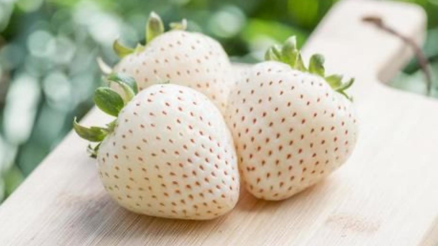 白いちご と シャインマスカット の 宝石箱 36粒 【12月から発送開始】（茨城県共通返礼品 [いちご]：城里町産　[ぶどう]：結城市） 果物 フルーツ いちご イチゴ 白苺 ぶどう マスカット ギフト プレゼント [BI343-NT]