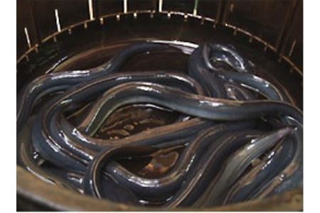 うなぎ 鰻 蒲焼 120g 2枚 計240g 冷蔵 山椒 付き 真空パック 鰻 うなぎ