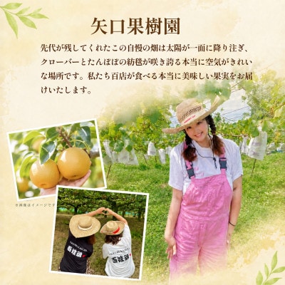 完熟甘梨 5kg 10～16玉 【2026年収穫分】かすみがうら市【配送不可地域：離島・沖縄県】