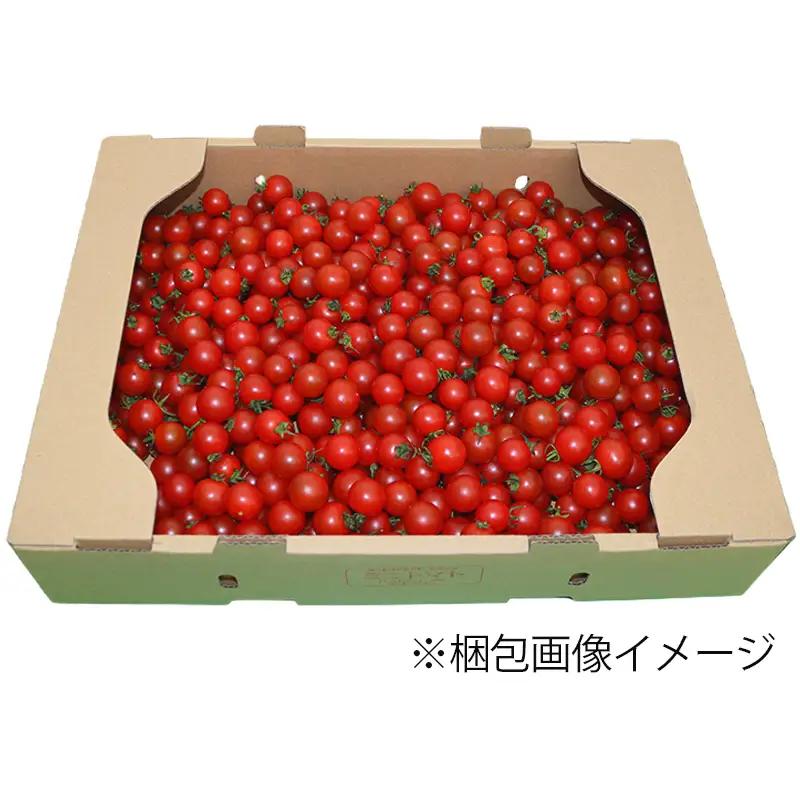 先行予約 ミニトマト 訳あり 3kg ミニトマト