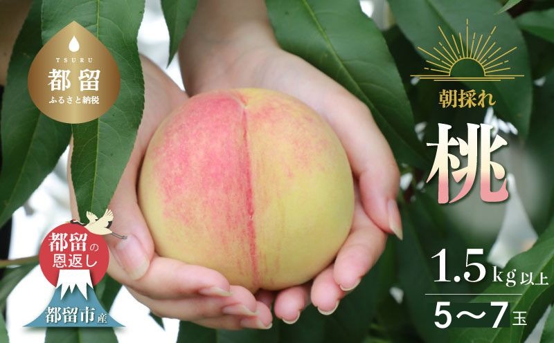 【2023年 先行予約】日本一の産地 山梨県産　朝採れ桃 1.5kg (５～８玉）