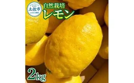 【先行予約】自然栽培レモン 2kg〈2026年9月1日～2027年4月30日発送〉 2キロ レモン 檸檬 れもん 自然栽培 柑橘類 柑橘 フルーツ 果物 くだもの レモネード 塩レモン はちみつレモン レモンスカッシュ【有限会社四万十くじら】