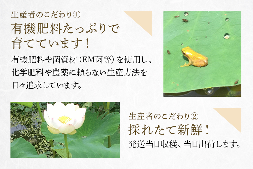 れんこん（中・小サイズ） 1.5kg 野菜 れんこん レンコン 蓮根 国産 8月上旬～2月中旬まで順次発送予定 51-C