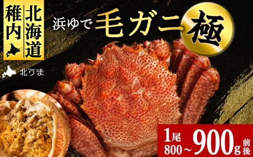【稚内産・極】 浜ゆで毛ガニ(堅蟹) 800g～900ｇ×1尾KU139sku