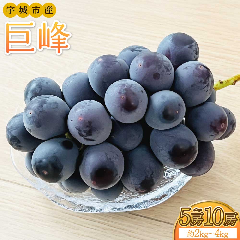 【ふるさと納税】【先行予約】 巨峰 【選べる容量】約2kg〜4kg 5〜10房 【2026年8月上旬-2026年8月下旬頃発送予定】 きょほう 葡萄 ぶどう 熊本県 送料無料 みのだ観光農園