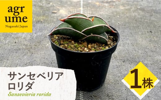 サンセベリア ロリダ Sansevieria rorida 1株 長与町/アグリューム [EAI166]