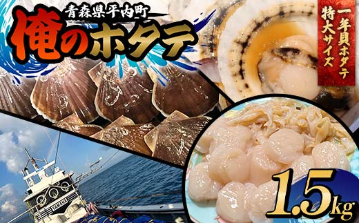 【期間限定】 「俺のホタテ」 1年貝ホタテ 特大サイズ 1.5kg ほたて 帆立 活ホタテ お刺身 貝柱 殻付き 魚介類 魚貝類 東北 青森県 平内町 陸奥湾 むつ湾 F21J-242