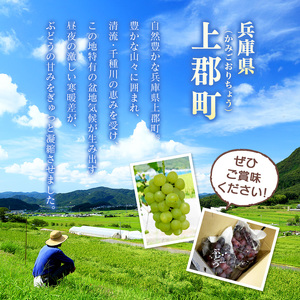 【先行予約】ご自宅用船坂ぶどう 約1kg（2～3房）| 船坂ぶどう ぶどう フルーツ 兵庫県 上郡町 発送は2026年8月16日～2026年10月10日頃予定】