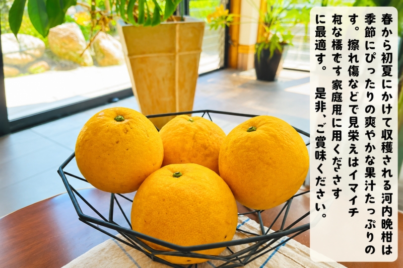  爽快 柑橘 有田 育ちの爽やか 河内晩柑 （ ご家庭用 わけあり ）3kg+200g(補償分) / 晩柑 宇和ゴールド ジューシーオレンジ 愛南ゴールド ナダオレンジ 天草晩柑 夏文旦 和歌山 ※北