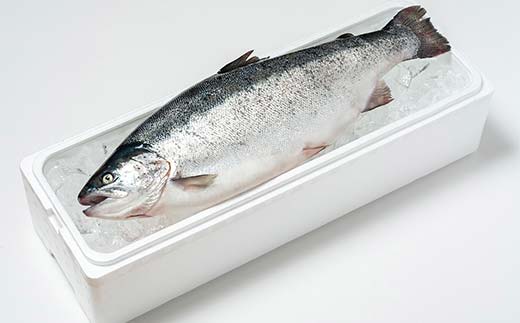 石山水産のオランダ島サーモン刺身盛り合わせ 約400g 三陸山田 山田町 鮭 海産品 三陸産 YD-918