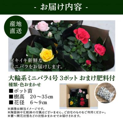 ふるさと納税 本巣市 おまかせ 大輪系 ミニバラ 4号3鉢 詰め合わせ 肥料付き 訳あり 家庭用 四季咲き |  | 02