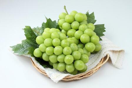 【2025年発送】岡山県産シャインマスカット（ご家庭用）約１．２ｋｇ(２～３房） | フルーツ 果物 くだもの シャインマスカット フレッシュ 国産 岡山県産 食品 人気 おすすめ 送料無料 ギフト 贈り物 贈答品 プレゼント 果物 くだもの フルーツ シャインマスカット 