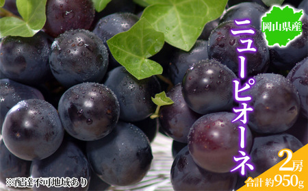 ぶどう 2024年先行予約 ニューピオーネ 2房 約950g 岡山県産 お届け 9月上旬～10月中旬