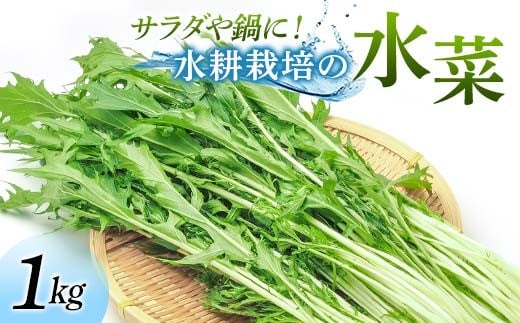 サラダや鍋に！水耕栽培の水菜 1kg F6U-281