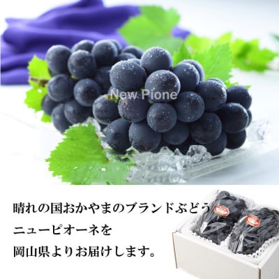 【2025年6月より発送】岡山県産　ニューピオーネ　500g×2房【配送不可地域：離島・北海道・沖縄県】