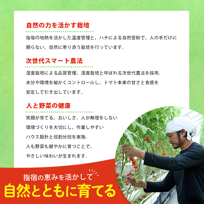 【2025年12月上旬～発送】【鹿児島県指宿市産】さくらんぼトマト 薩摩の恋心 35個入(シナジーブリーディング/010-373)トマト 美味しいトマト フルーツトマト サクランボ トマト ミニトマト