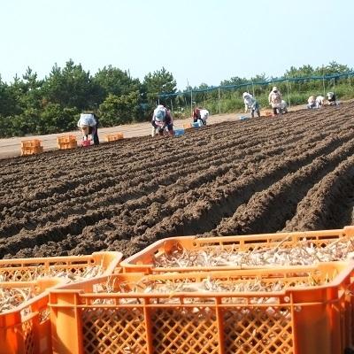 ふるさと納税 南九州市 鹿児島県産砂丘らっきょうプレミアムセット |  | 02
