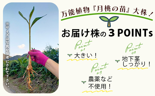 「月桃の苗」大1株（特別栽培、栽培期間中農薬不使用）【 沖縄県石垣市 月桃 農薬不使用 化学肥料不使用 苗 離島のいいもの 沖縄いいもの石垣島 】OI-14