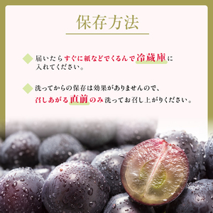 ぶどう 先行予約 種なし 巨峰 約 2kg 箱3～6房入り 巨峰種無し フルーツ 果物 旬 ブドウ 葡萄 おやつ 信州 長野県 長野市 2024年 秋発送