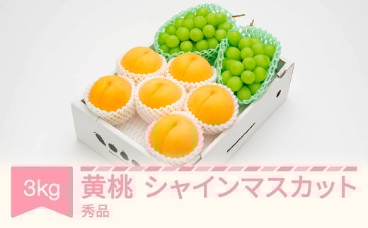 
            有袋黄桃 秀品＆シャインマスカット 品種おまかせ 詰め合わせ 約3kg 令和7年産 2025年産 果物 送料無料 ns-fsosx3
          
