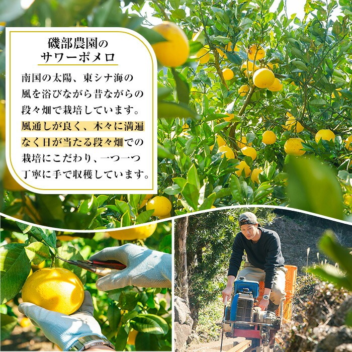 <先行予約受付中!>《期間・数量限定》サワーポメロ (約8kg・12~22玉) 国産 鹿児島県産 果物 柑橘 サワーポメロ 大橘 文旦 パール柑 土佐文旦 旬 フルーツ 果実 冬季 常温 箱 【磯部農