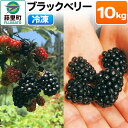 【ふるさと納税】ブラックベリー（冷凍）10kg フルーツ 果物