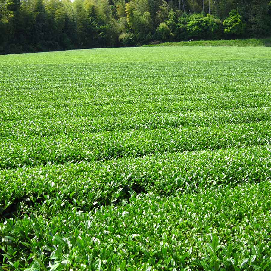 まがたま茶 100g×4袋
