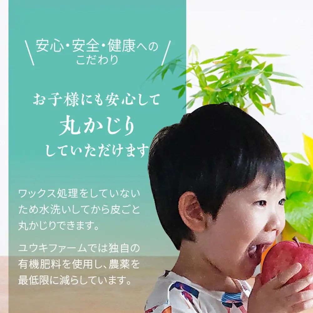 りんご 葉とらずサンふじ【家庭用】約5kg（18～23個程度）先行受付