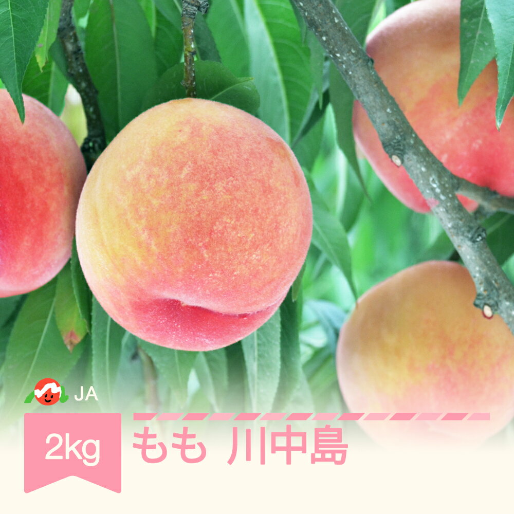 【ふるさと納税】【先行予約】もも 桃 川中島 約2kg 令和8年産 2026年産 果物 送料無料 ※沖縄・離島への配送不可 ja-moknx2-b