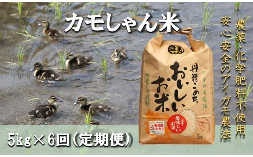 【6回定期便】コシヒカリ （精米）カモしゃん米5kg 【 アイガモ あいがも 合鴨 かも カモ コシヒカリ お米 農家直送 無農薬 化学肥料不使用 精米 安心 安全 新米 令和6年度産 D-150】