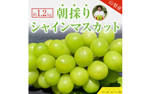 5-78 【先行予約】2024年発送分 シャインマスカット 2房（約1.0～1.2kg） フルーツ 山梨 くだもの 大粒 人気 厳選 ブドウ ぶどう 葡萄