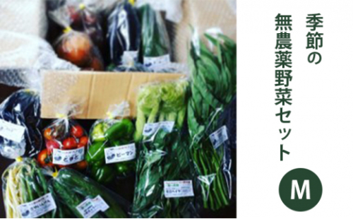 2026年度先行予約【種to菜園】季節の無農薬野菜　Ｍセット やさい 詰め合わせ 10種類前後 2～3人前 食材 国産 長野県産 原村産 産地直送