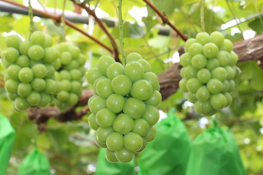 
                  岡山県産 冷蔵シャインマスカット 1.4kg以上(2房) ＜11月下旬から12月上旬発送＞ _A25
                