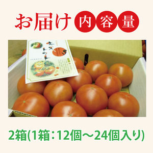 【2026年2月より順次発送】★フルーツトマト★KISSトマト 2箱|トマト とまと フルーツ フルーツトマト KISSトマト 先行予約 茨城県 行方市(AC-2)