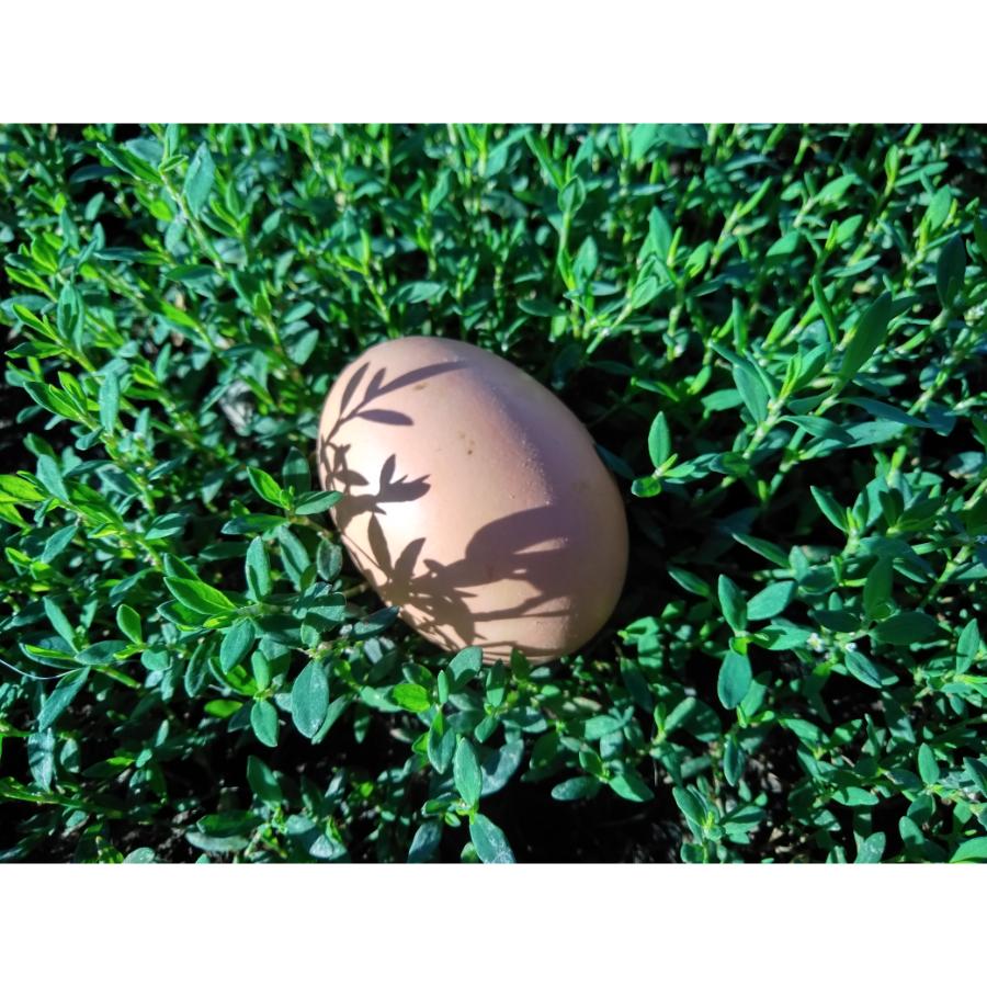 ＜埜や＞平飼い卵のキッシュとタルトセット6個入