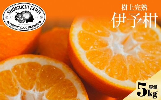 【先行受付】五代目が厳選した【伊予柑5kg】【愛媛県】【C70-95】【1671260】 YWTK094
