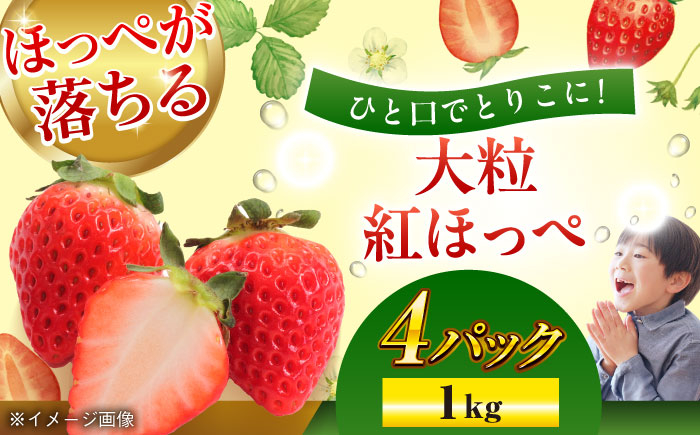 
            【先行予約】【2025年1月初旬より順次発送】 大粒 いちご 紅ほっぺ約 1kg（270ｇ×4パック）愛媛県大洲市/沢井青果有限会社 [AGBN026] 果物 フルーツ 苺 いちご 大粒 紅ほっぺ いちご 先行予約 イチゴ いちご煮 
          