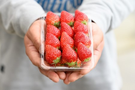 冷凍いちご(１ｋｇ) いちご農家さんからの直送品【いちご 苺 いちご食べ比べ 大粒いちご いちご フルーツいちご苺 厳選いちご 土耕いちご苺 イチゴ 苺】