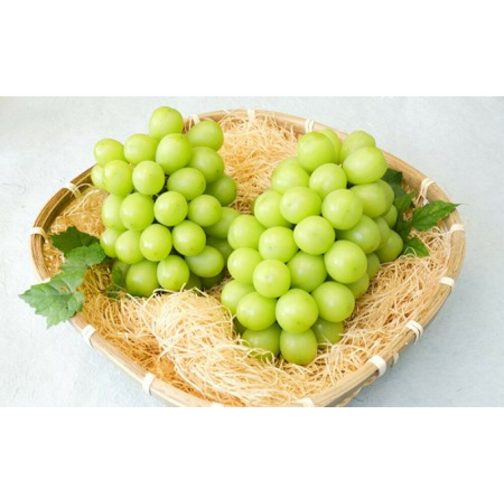 【ふるさと納税】長野市産 シャインマスカット ＜ 選べる 1kg / 2kg ＞ 【2026年9月以降出荷分】フルーツ ぶどう 葡萄 果物 人気 種なし 数量限定 令和8年 産地 長野