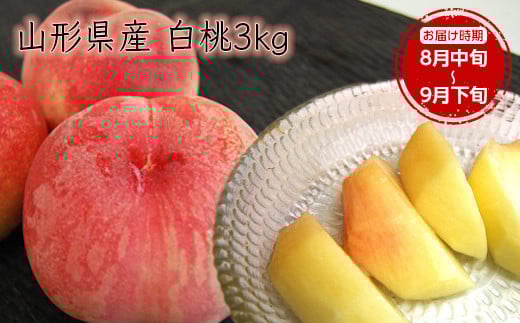 《先行予約 2025年度発送》【山形県産】白桃3kg(7～12玉)  もも モモ 桃 デザート フルーツ 果物 くだもの 果実 食品 山形県 FSY-0386