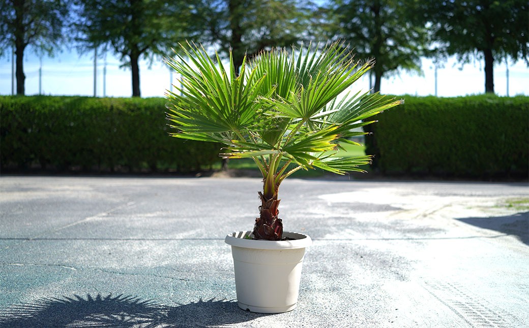 
            ワシントンヤシモドキ 12号 鉢 植物 ヤシ ヤシの木 ガーデニング お洒落 おしゃれ オシャレ 南国 鉢物 三重県 桑名市
          