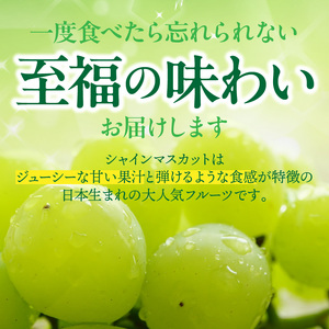 2537R_【先行予約】 農家直送！ 新鮮！ 朝づみ シャインマスカット 約1.5kg 令和7年産 フルーツ 果物 贈答 大分県産 採れたて