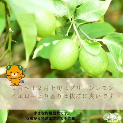 ふるさと納税 松山市 もりのしずくれもん(国産レモン)3kg |  | 02