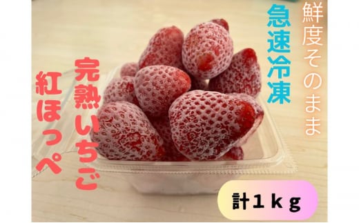 鮮度そのまま！！急速冷凍完熟いちご(紅ほっぺ)1kg ふぁいんファーム [№5346-0442]