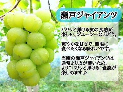 【2616-0296】[産地直送] フルーツ王国岡山 朝採り新鮮！人気ぶどう 瀬戸ジャイアンツ1.2kg (2～3房)